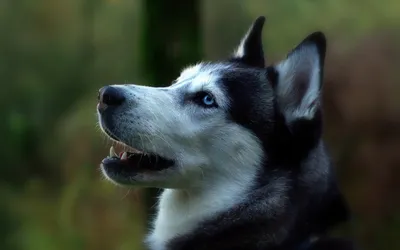 Animal Husky Animals Animals Wallpaper 4K 1920x1200 Animal, Husky, Hd, Desktop, Wallpaper, Background:, Image, Gray, Ultrawide, Full HD