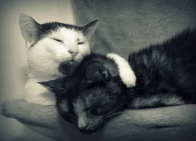 Bold Serene Wallpaper Animals Wallpaper 4K 4072x2934 A, Serene, Black, And, White, Image, Of, Couple, Cats, Sleeping, Peacefully, Together, Gray, Landscape, 4K