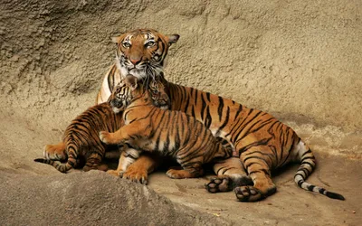 Sleek Tiger Wallpaper Animals Wallpaper 4K 1920x1200 A, Stunning, Hd, Wallpaper, Featuring, Tiger, And, Cubs, Showcasing, Beauty, Tenderness, These, Gray, Ultrawide, Full HD