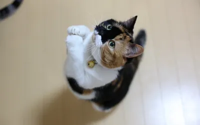 Vivid Playful Wallpaper Animals Wallpaper 4K 2560x1600 A, Playful, Calico, Cat, With, Big, Green, Eyes, Stands, Hind, Legs, Creating, Gray, White, Ultrawide, QHD