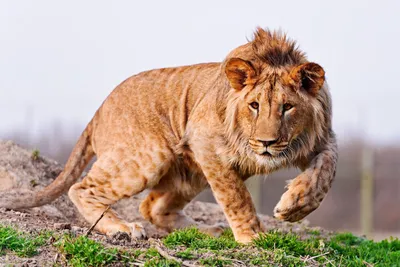 Misty Definition Wallpaper Animals Wallpaper 4K 3000x2000 A, High-definition, Desktop, Wallpaper:, Featuring, Lion, Gracefully, Moving, Across, Grassy, Landscape, Showcasing, White, QHD