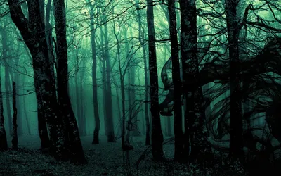 Vivid Dark Wallpaper Nature Wallpaper 4K 1920x1200 A, Dark, Eerie, Forest, Shrouded, In, Mist, With, Tall, Trees, Reaching, Towards, Brown, Gray, Ultrawide, Full HD