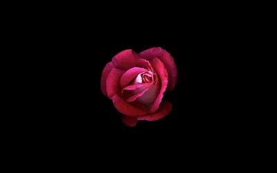 Radiant Vibrant Wallpaper Minimal Wallpaper 4K 2560x1600 A, Vibrant, Red, Rose, Captured, In, Minimalist, Style, Against, Black, Creating, Striking, Brown, Ultrawide, QHD