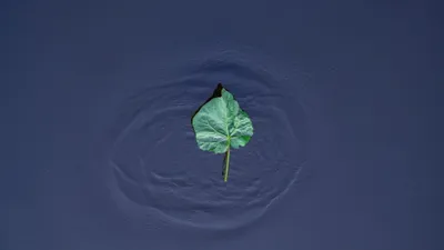 Dark Single Wallpaper Minimal Wallpaper 4K 2048x1152 A, Single, Green, Leaf, Floating, On, Calm, Water, Gentle, Ripples, Creating, Minimalist, Brown, Gray, Ultrawide, Full HD