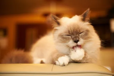 Dark Fluffy Wallpaper Animals Wallpaper 4K 1920x1278 Hd, Pc, Desktop, Wallpaper, Featuring, A, Fluffy, Cat, Closed, Eyes, Grooming, Paw, Gray, Ultrawide, Full HD
