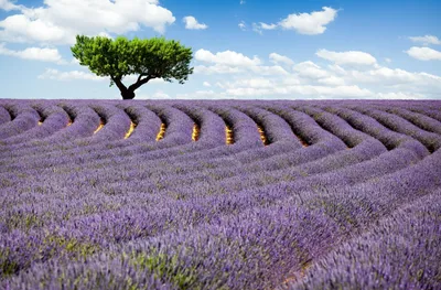 Lavender Waves Landscape Nature Wallpaper 4K 1920x1265 Gray, White