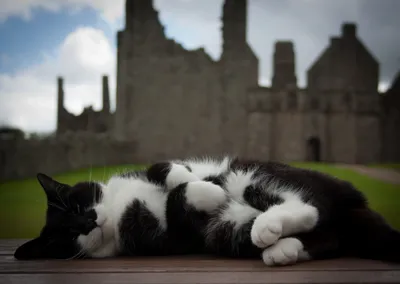 Serene Black White Cat Animals Wallpaper 4K 3284x2335 A, Serene, Black, And, White, Cat, Relaxes, In, Foreground, Set, Against, Historical, Gray, Landscape, QHD
