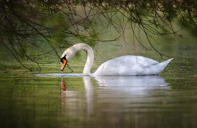 Radiant Serene Wallpaper Abstract Wallpaper 4K 2048x1334 A, Serene, Mute, Swan, Glides, Gracefully, Through, Calm, Waters, Framed, Gentle, Greenery, White, Gray, Ultrawide, Full HD