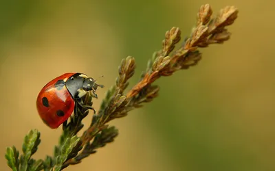 Animal Red Ladybug Crawling Animals Wallpaper 4K 1920x1200 Hd, Pc, Desktop, Wallpaper, Background:, Showing, An, Animal, Red, Ladybug, Crawling, Orange, Brown, Ultrawide, Full HD