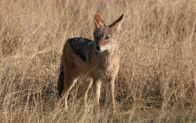 Jackal Standing Alert Dry Abstract Wallpaper 4K 1920x1200 Hd, Pc, Desktop, Wallpaper, Featuring, A, Jackal, Standing, Alert, Dry, Grasslands, Showcasing, Gray, Ultrawide, Full HD