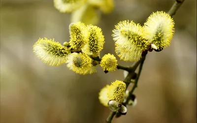 Bright Close Wallpaper Animals Wallpaper 4K 2560x1600 Close-up, Of, Yellow, Catkins, On, A, Branch, With, Soft, Focus, Captured, High, Brown, Gray, Ultrawide, QHD