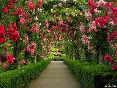 Serene Rose Arch Nature Wallpaper 4K 1600x1200 Gray, Brown
