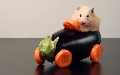 Bright Hamster Wallpaper Animals Wallpaper 4K 2560x1600 Hamster, Perched, On, An, Eggplant, Turned, Car, With, Carrot, Wheels, Whimsical, Animal, White, Ultrawide, QHD