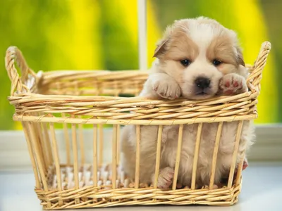 Vibrant Adorable Wallpaper Abstract Wallpaper 4K 2560x1920 Hd, Desktop, Wallpaper, Featuring, An, Adorable, Puppy, Resting, Paws, Edge, Wicker, Basket, Pink, Yellow, Landscape, QHD