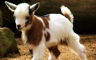 Young Goat Standing Sandy Terrain Abstract Wallpaper 4K 1920x1200 Hd, Desktop, Wallpaper, Featuring, A, Young, Goat, Standing, Sandy, Terrain, Has, White, Gray, Ultrawide, Full HD