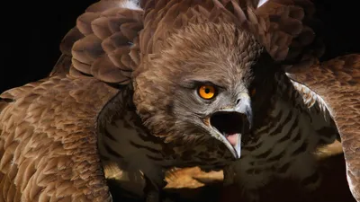 Backdrop Fierce Eagle Vibrant Wallpaper 4K, Animals category