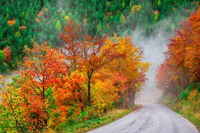 Foggy Fall Vibrant Trees Wallpaper 4K, Nature category