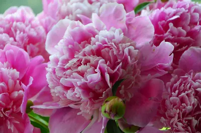 Moody Close Wallpaper Nature Wallpaper 4K 4928x3264 Close-up, Of, Vibrant, Pink, Peonies, Surrounded, By, Lush, Green, Foliage, Showcasing, Beauty, Gray, Ultrawide, 4K