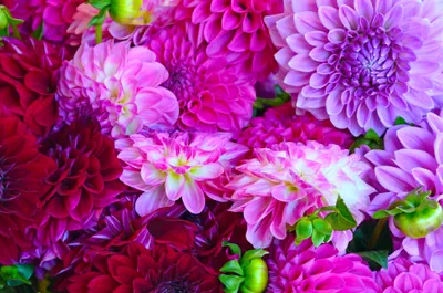 Vibrant Red Purple Dahlia Flowers Nature Wallpaper 4K 3775x2500 Vibrant, Red, And, Purple, Dahlia, Flowers, In, Full, Bloom, Showcasing, Intricate, Petals, Orange, Brown, White, Ultrawide, QHD