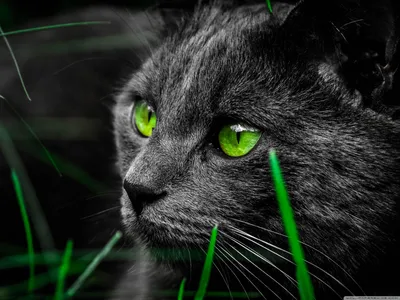 Bright Dark Wallpaper Wallpaper 4K, Animals category