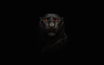 Vivid Dark Wallpaper Black/Dark Wallpaper 4K 3840x2400