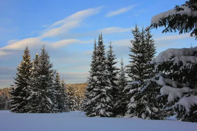 Fir Trees Winter Forest Nature Wallpaper 4K 3600x2400 Fir, Trees, In, Winter, Forest, Pink, Gray, Landscape, QHD