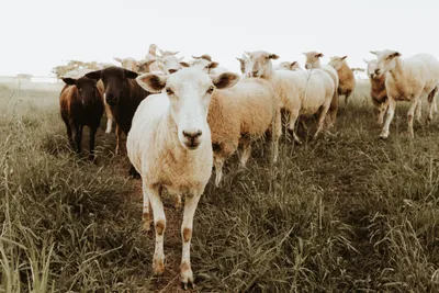 Flock Sheep Anime Wallpaper 4K, Abstract category