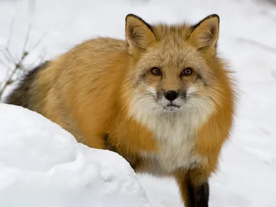 Radiant Fox Wallpaper Wallpaper 4K, Nature category
