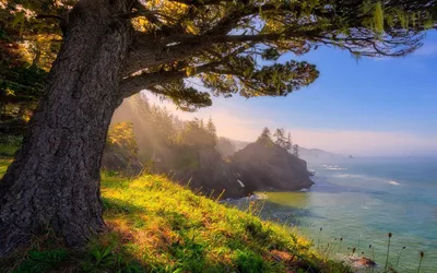 Crisp Sunlit Wallpaper Nature Wallpaper 4K 1920x1200 Hd, Desktop, Wallpaper, Showing, A, Sunlit, Tree, On, Grassy, Coastline, Overlooking, Ocean, Gray, Pink, Ultrawide, Full HD