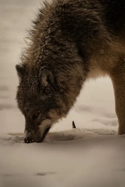 Close Gray Wolf Sniffing Nature Wallpaper 4K 6336x9504 Gray