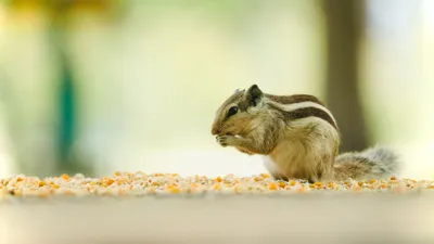 Snack Time Little Wallpaper 4K, Abstract category