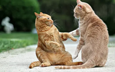 Two Playful Cats Interact Animals Wallpaper 4K 1920x1200 Two, Playful, Cats, Interact, On, A, Pathway, Showcasing, Their, Vibrant, Personalities, Desktop, White, Ultrawide, Full HD