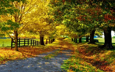 Photography Tree Lined Abstract Wallpaper 4K 1920x1200 Hd, Photography, Of, A, Tree-lined, Path, In, Fall, Vibrant, Yellow, Green, Leaves, Orange, Purple, Ultrawide, Full HD