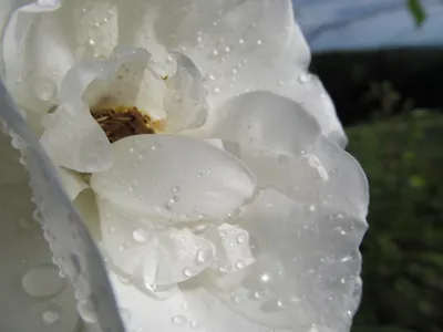Close White Flower Dew Drops Nature Wallpaper 4K 4320x3240