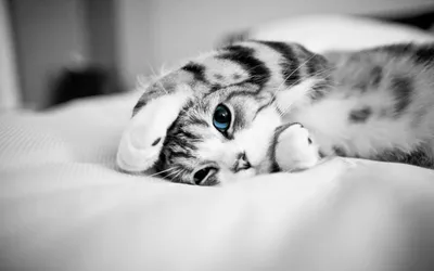 Crisp Adorable Wallpaper Wallpaper 4K, Animals category