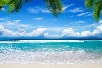 Bold Tropical Wallpaper Nature Wallpaper 4K 4820x3213 White