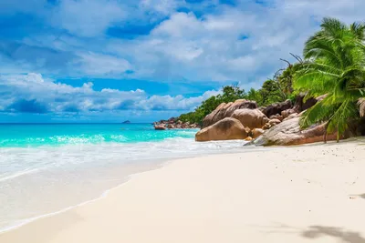 Sleek Tropical Wallpaper Nature Wallpaper 4K 1920x1281 White