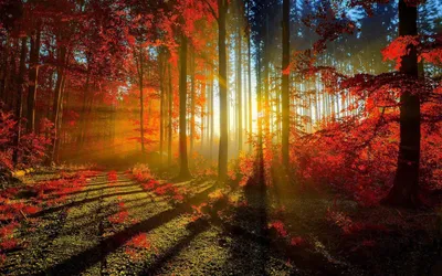 Dark Forest Wallpaper Nature Wallpaper 4K 1920x1200 Brown