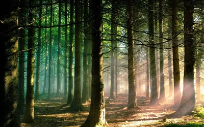 Bright Forest Wallpaper Nature Wallpaper 4K 1920x1200 Brown, Gray