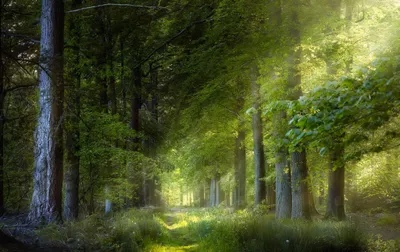 Nature Forest Nature Nature Wallpaper 4K 2048x1288 Gray, Brown