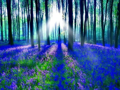Bluebell Forest Dawn Sunlit Nature Wallpaper 4K 1920x1440 White