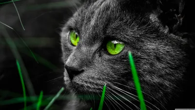 Vibrant Dark Wallpaper Wallpaper 4K, Black/Dark category