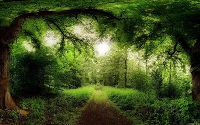 Dreamy Forest Wallpaper Technology Wallpaper 4K 1920x1200 Gray