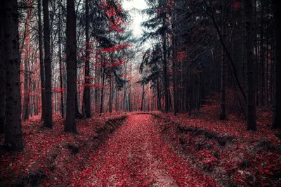 Nature Forest Nature Nature Wallpaper 4K 2048x1365 White, Brown