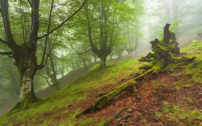 Nature Forest Nature Nature Wallpaper 4K 1920x1200 Gray