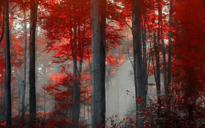 Radiant Crimson Wallpaper Nature Wallpaper 4K 1920x1200 Gray