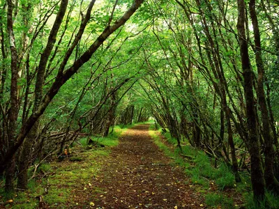 Bright Green Wallpaper Nature Wallpaper 4K 1600x1200 Brown