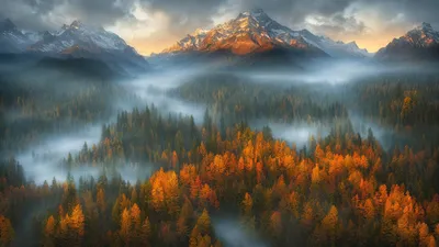 Most Com Forest Nature Wallpaper 4K 1920x1080 Gray, Brown