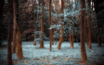 Crisp Nature Wallpaper Nature Wallpaper 4K 1920x1200 Gray