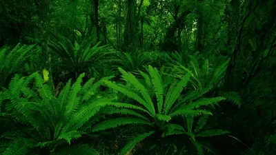 Dark Green Wallpaper Nature Wallpaper 4K 1920x1080 Brown